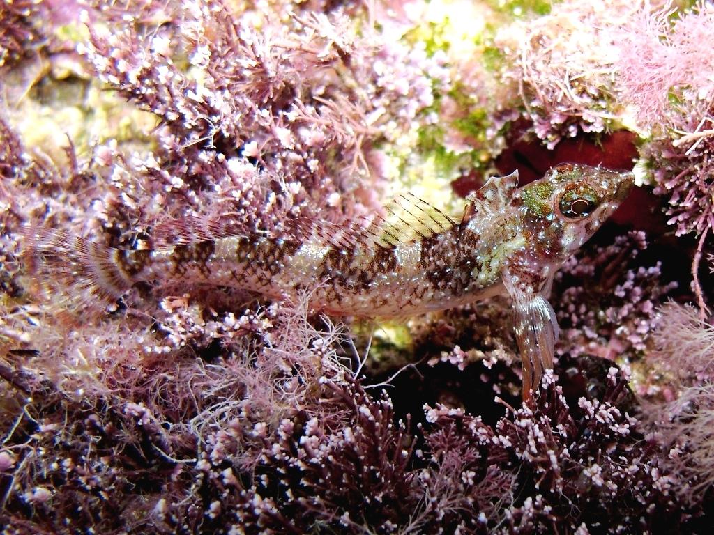 Tripterygion tartessicum(Carreras-C.,Pascual,Macpherson2007)